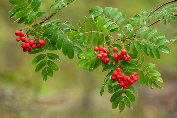 Red ripe rowan berries, Sorbus aucuparia fruits in autumn in Estonian nature © Kersti Lindström