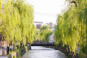 京都市東山区の白川に掛かる橋と柳並木
