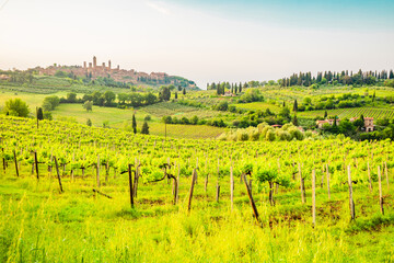 Naklejka premium View from the vineyards of the skyline of San Gimignano in Italy.