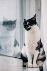 Cat looking out of window