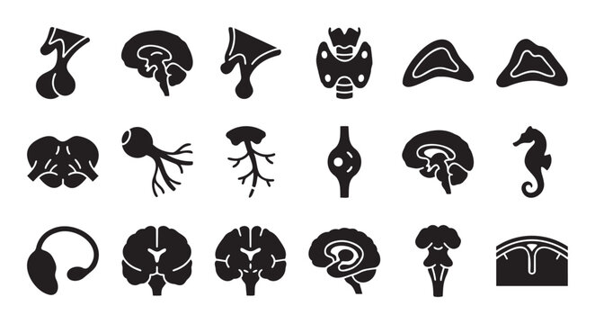 Collection of diverse human brain parts and endocrine glands anatomical icons useful for medical research science and biology education presentations