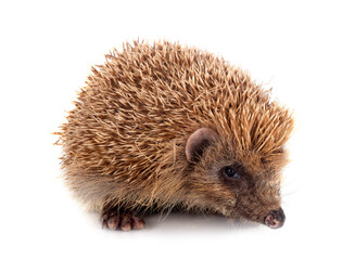 Obraz premium hedgehog in studio