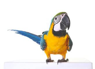 Blue-and-yellow macaw in studio © cynoclub