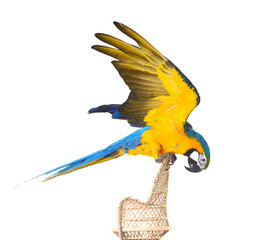 Blue-and-yellow macaw in studio © cynoclub