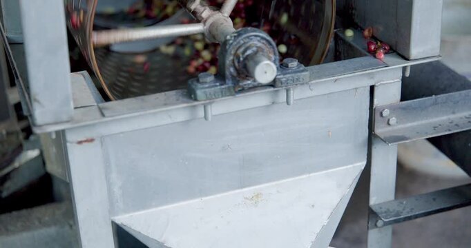 Mechanical Coffee Cherry Pulper Separating Fresh Beans In A Rotating Steel Drum During Agricultural Wet Processing