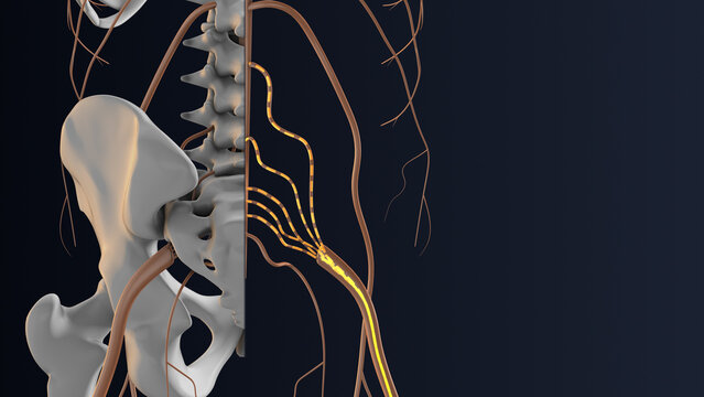 Sciatic Nerve Route Shown in Body Anatomy
