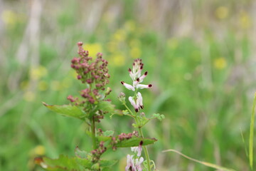 Flowering plant in the meadow close-up macro photography
