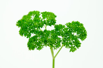 Minimal background with organic green herb