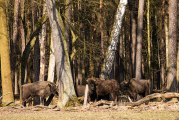 Stado Polskich żubrów na wiosennej polanie starego  lasu © kubikactive