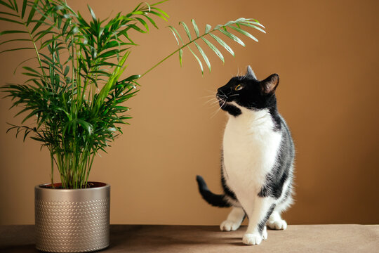 Tuxedo cat and parlor palm plant on brown background