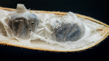 Butterfly pea seeds developing inside natural pod © Pawich Sattalerd