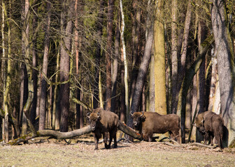Stado Polskich żubrów na wiosennej polanie starego  lasu © kubikactive