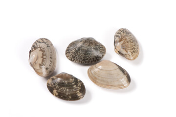 fresh clams ,the raw seafood ingredients isolated on white background