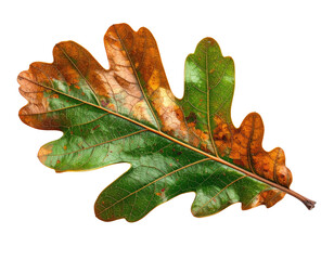 Fototapeta premium A single oak leaf, showcasing a transition from green to autumn brown