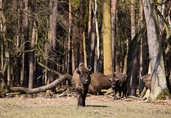 Stado Polskich żubrów na wiosennej polanie starego  lasu © kubikactive