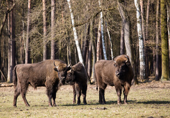 Rodzina żubrów  na wiosennej polanie  starego lasu Pszczyny Jankowice © kubikactive