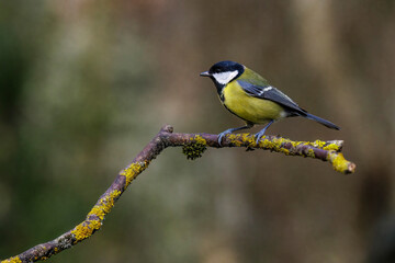 Kohlmeise (parus major) © Rolf Müller