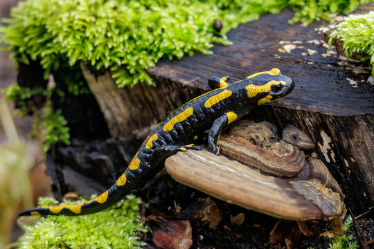Feuersalamander (Salamandra salamandra)