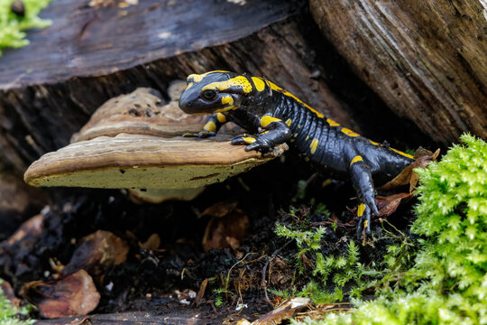 Feuersalamander (Salamandra salamandra)