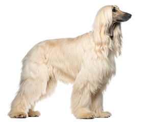 Afghan hound full body profile with luxurious cream coat on white backdrop