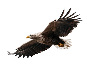 Fototapeta premium american bald eagle