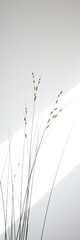 Obraz premium Delicate grass strands, artistically arranged in stark contrast against a luminous white void, evoking a minimalist botanical study, serene, studio