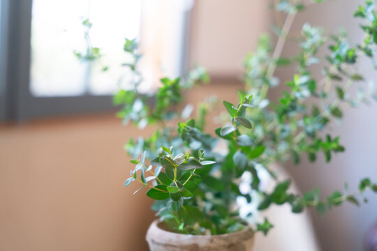 窓辺にある細かい葉の観葉植物