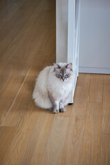 Fluffy Siberian pointed cat looking at camera in a modern interior.