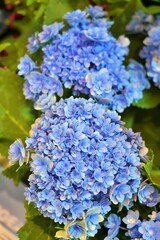 Vertical Charming blue and white hydrangea flowers in a summer garden
