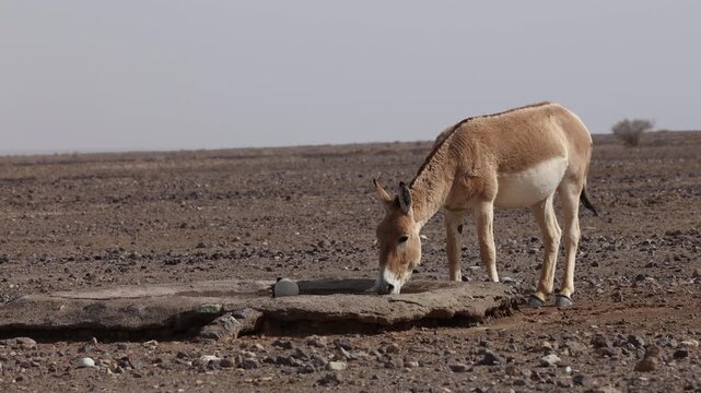 Iranian onager (Asiatic wild ass) walking and grazing in arid desert landscape, wildlife in Iran, natural habitat, close up and wide shots