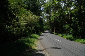 Obraz premium Road Inside the Forest