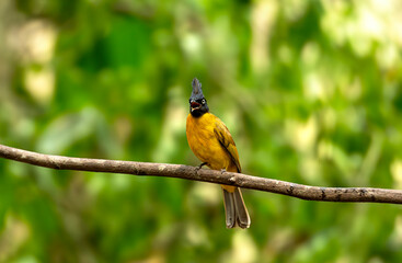Black-crested Bulbul on Forest Vine