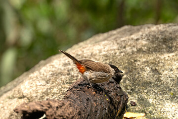 Sooty-headed Bulbul Forward on Twig