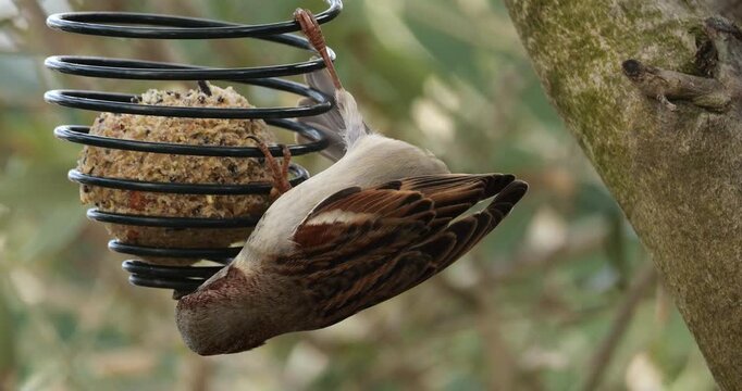 Male House sparrow feeding on a birdfeeder