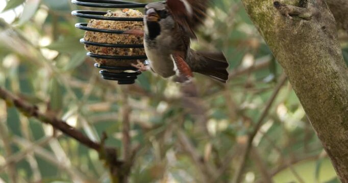 Male House sparrow feeding on a birdfeeder