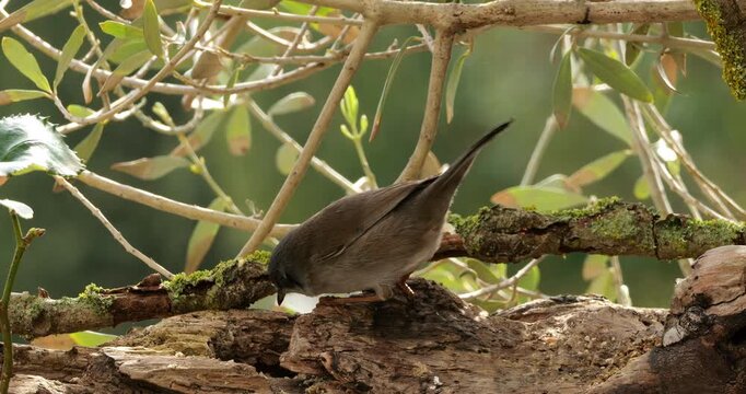 Sardinian warbler ( Curruca melanocephala ). Female adult feeding on a piece of wood. Southern France