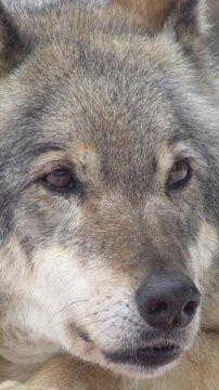 close-up portrait of a wolf