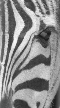 portrait of a zebra