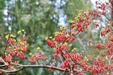 산수유 열매와 노란색 꽃