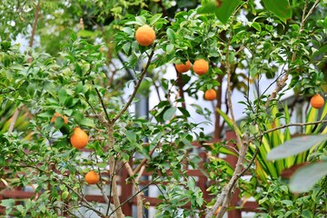 식용식물, 한라봉 과일 열매