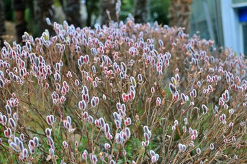 봄에 피는 꽃, 갯버들