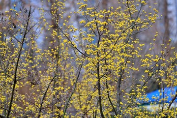 봄의 전령사, 산수유꽃