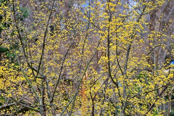 봄의 전령사, 산수유꽃