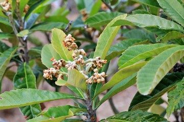 봄에 피는 꽃,  비파나무
