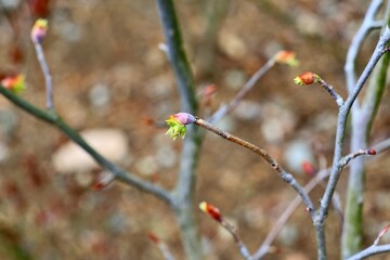 봄에 피는 꽃, 토종식물 히어리