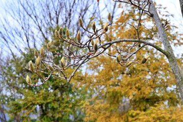 봄에 피는 꽃, 목련