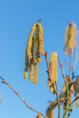Flowers of common hazel (European hazelnut, Corylus avellana)