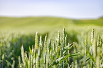 A close-up view of young green wheat stalks in a vast field under a clear blue sky, showcasing agricultural growth and natural landscapes