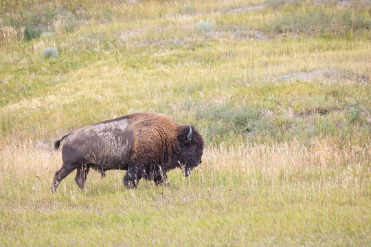 Bison Grazing in the Grass in Badlands National Park