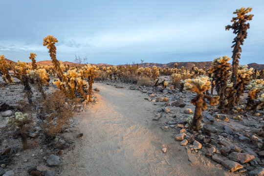 Cholla Cactus in Joshua Tree National Park